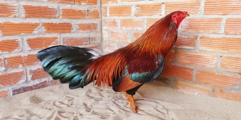 Giới thiệu khái quát về Đá Gà Asil Rik88