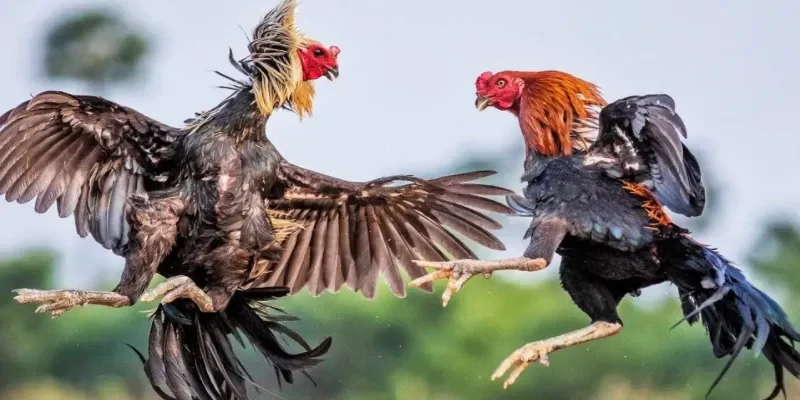 Đặc điểm nổi bật của gà Asil