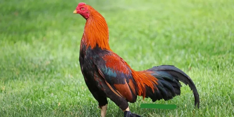 Trải nghiệm chơi Đá Gà Asil Rik88