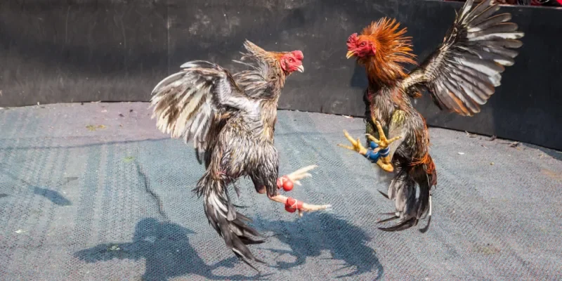 Sức hút của những trận gà chọi Cuba Rik88 chất lượng