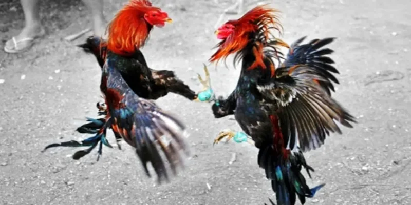Đặc điểm nổi bật của đấu trường đá gà chọi Cuba Rik88