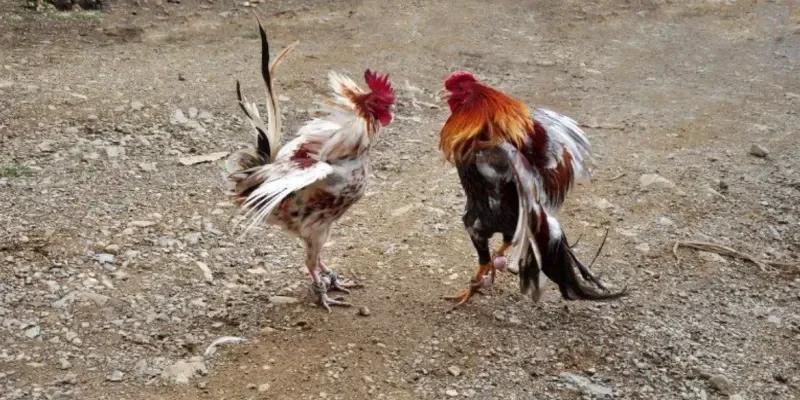 Chiến lược và mẹo cược Đá Gà Chọi Cuba Rik88