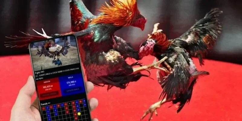 Chiến lược và mẹo cược Đá Gà Chọi Cuba Rik88