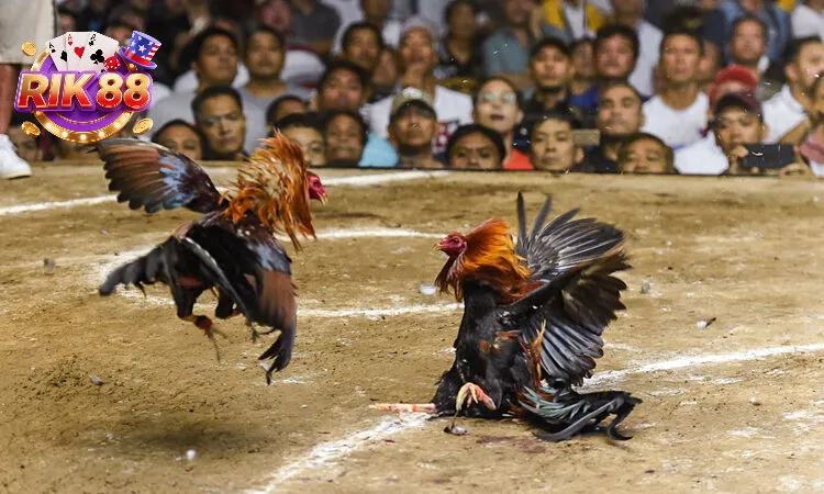 Trải nghiệm trận đấu và tỷ lệ cược minh bạch