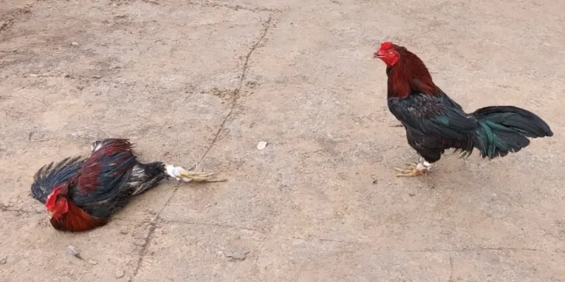 Giới thiệu về hình thức đá gà Thomo Rik88