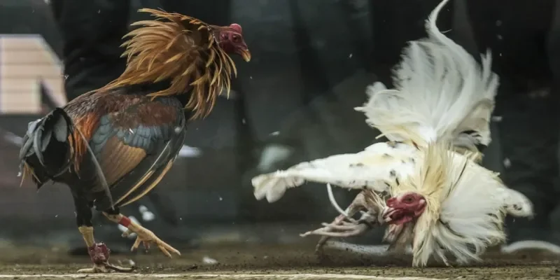 Đặc điểm nổi bật của Đá gà Thomo Rik88