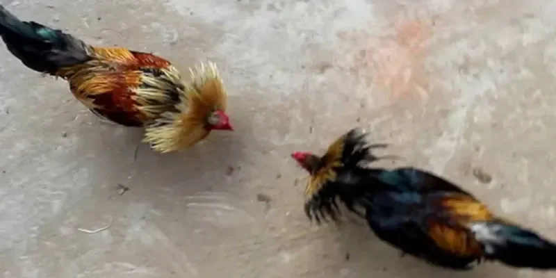 Giới thiệu về hình thức Đá Gà Tre Rik88