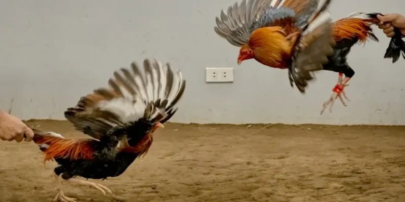 Trải nghiệm đá gà tre Rik88 trực tiếp và giao diện hiện đại