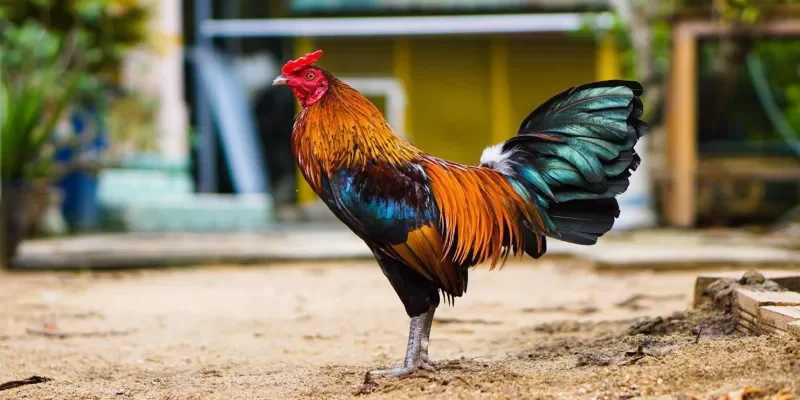 Chiến lược và mẹo cược đá gà tre Rik88