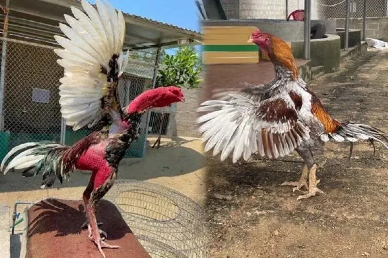 Nuôi gà trọi cần chú trọng điều gì ngay từ đầu?