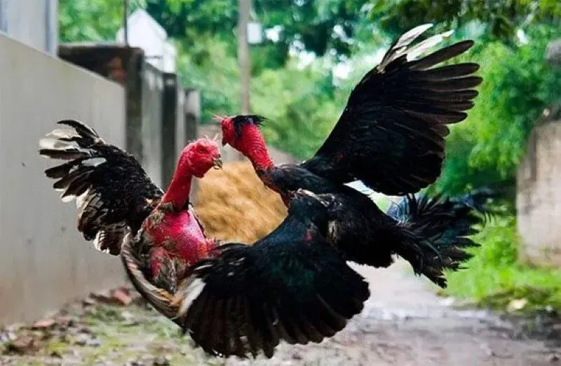 Cách chăm sóc gà trọi theo từng giai đoạn phát triển