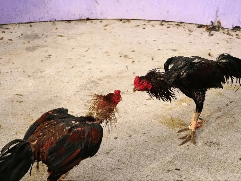 Vì sao hiểu cách nuôi gà trọi giúp xem đá gà RIK88 tốt hơn?