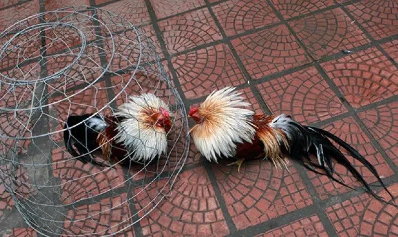 Huấn luyện gà khác gì so với nuôi gà thông thường?