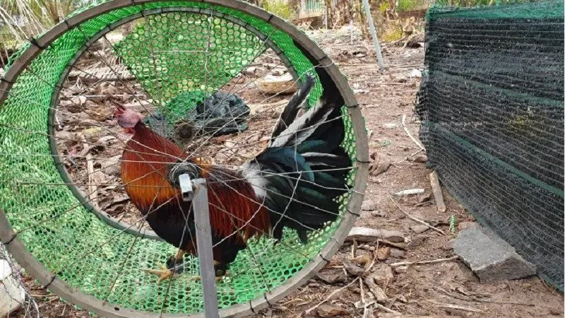 Mối liên hệ giữa huấn luyện gà và đá gà RIK88