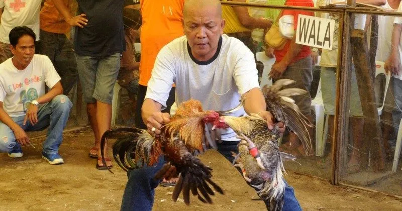 Cách tiếp cận đá gà Philippin RIK88 hợp lý