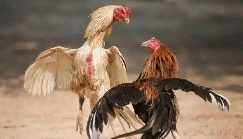 Gà đá hầu kiềng được hiểu như thế nào trong đá gà?